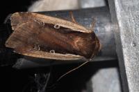 Ochropleura plecta