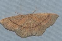 Cyclophora punctaria