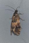 Lobesia reliquana