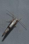 Argyresthia spinosella