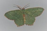 Hemithea aestivaria