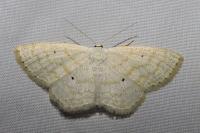 Scopula immutata