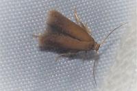 Tischeria dodonaea