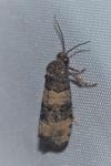 Piniphila bifasciana
