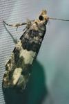 Epinotia demarniana