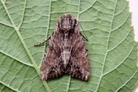 Apamea monoglypha