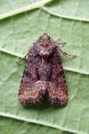 Oligia latruncula/strigilis/versicolor