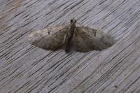 Eupithecia dodoneata