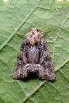 Oligia latruncula/strigilis/versicolor