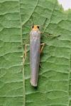 Eilema caniola