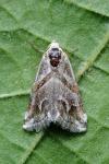 Eublemma candidana