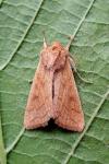 Mythimna vitellina