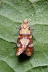 Aethes tesserana