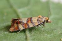 Aethes tesserana