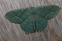 Hemithea aestivaria