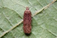 Bryotropha desertella/politella/terrella