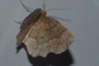 Cepphis advenaria
