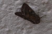 Lacanobia oleracea