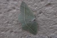 Campaea margaritaria