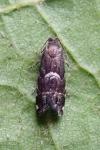 Cydia coniferana