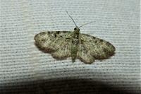 Pasiphila rectangulata