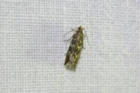 Bactra furfurana