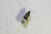 Hedya nubiferana