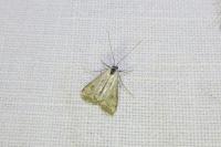 Cataclysta lemnata