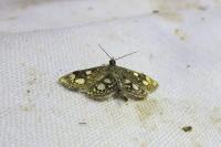 Anania coronata