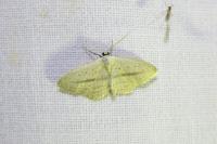 Scopula emutaria