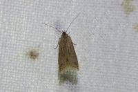 Brachmia inornatella