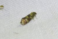 Aethes tesserana