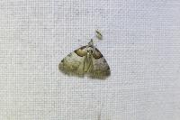 Nola cucullatella
