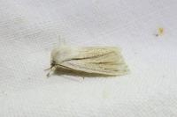 Acronicta albovenosa