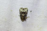 Oligia strigilis