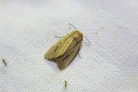 Mythimna sicula