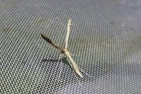 Agdistis tamaricis