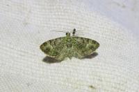 Pasiphila rectangulata