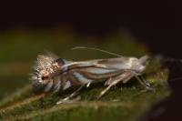 Phyllonorycter rajella
