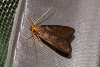 Eurodachtha pallicornella