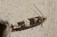 Epinotia demarniana