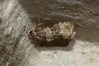 Piniphila bifasciana