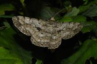 Hypomecis roboraria
