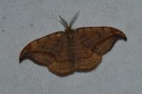 Drepana curvatula
