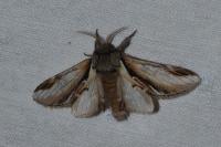 Pheosia gnoma