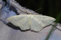 Scopula floslactata
