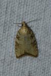 Aleimma loeflingiana