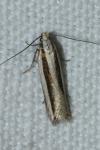 Mirificarma interrupta