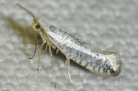 Argyresthia retinella
