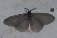 Sterrhopterix fusca